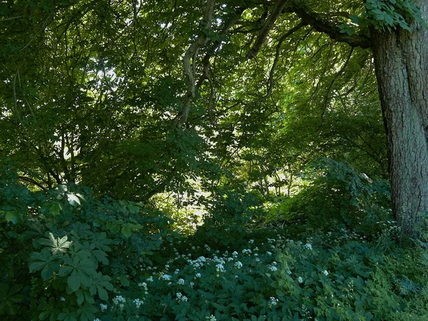 Hermosa Primavera Blanca Salvaje Flores Verano Bosque Gran Naturaleza Aire — Foto de Stock