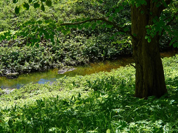 Yeşil Yemyeşil Bir Orman Arka Planında Küçük Güzel Bir Dere — Stok fotoğraf