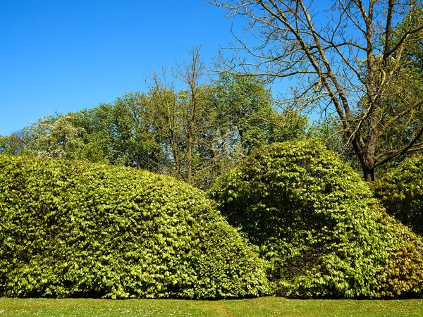 Пышные Зеленые Деревья Городском Парке — стоковое фото