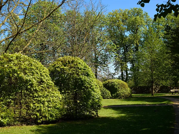 Prachtige Weelderige Groene Bomen Een Stad Park Zomer Plezier Van — Stockfoto