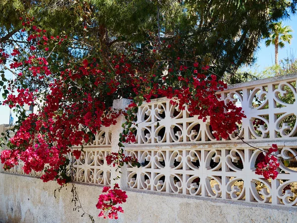 Kvetoucí Popínavé Rostliny Papírové Květiny Alicante Costa Blanca Španělsku — Stock fotografie