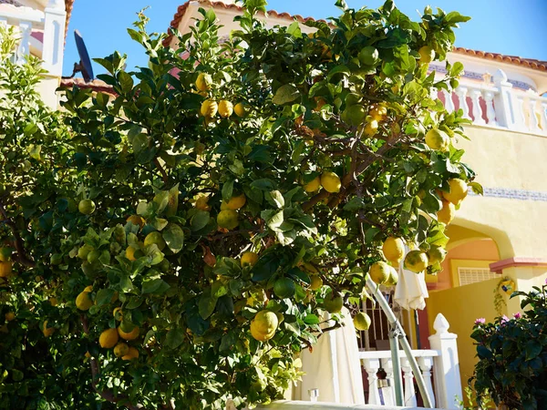 Citromfa Teljes Gyümölcs Előtt Egy Klasszikus Hagyományos Ház Alicante Spanyolország — Stock Fotó
