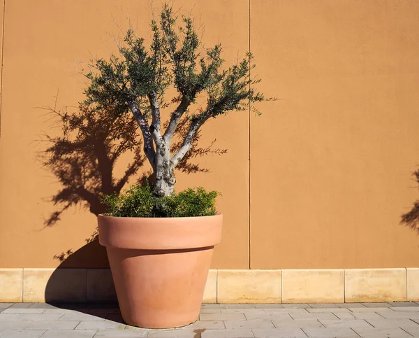Dekorativer Olivenbaum Pflanztopf Einer Gips Terrakottafarbenwand — Stockfoto