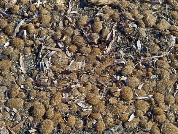 Сухие Морские Водоросли Пляже — стоковое фото