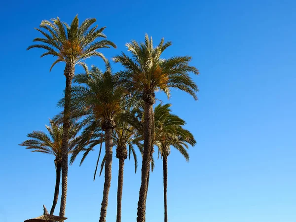 Пальмовые Кокосовые Деревья Красивом Пляже Правой Стороны Бесплатно Графики — стоковое фото
