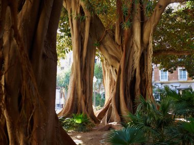Alicante Costa Blanca İspanya büyük güzel yemyeşil yeşil eski Ficus ağaçlar bir şehirde park