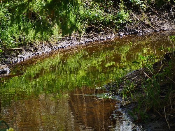 Невелика Красива Струмка Річка Зеленому Пишному Фоні Природи Лісу — стокове фото