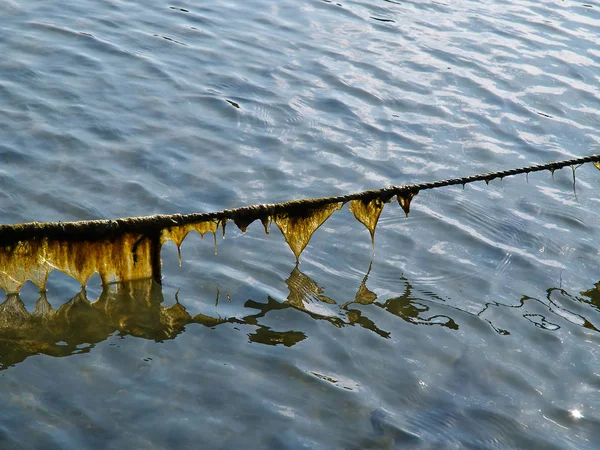 Морська Лінія Мотузка Човна Вкрита Водоростями Водоростями Зображення Морського Узбережжя — стокове фото