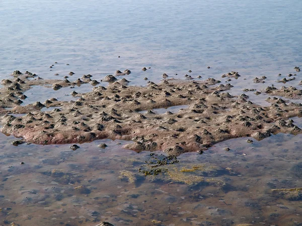 Uitzicht Oceaan Strand Krab Gaten Zand Zeemodder — Stockfoto