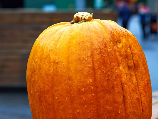 Single Orange Halloween Pumpkin Blurred Background Holiday Decoration — Stock Photo, Image
