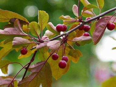 Paradise elma Malus pumila P. Mill bir ağaç görünümünü kapat 