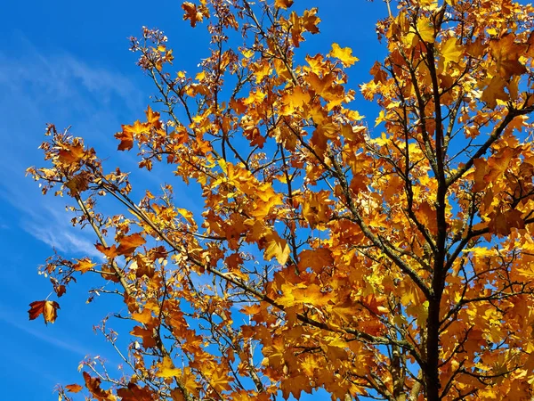 Jaune Vif Belles Feuilles Automne Colorées Sur Arbre Avec Ciel — Photo