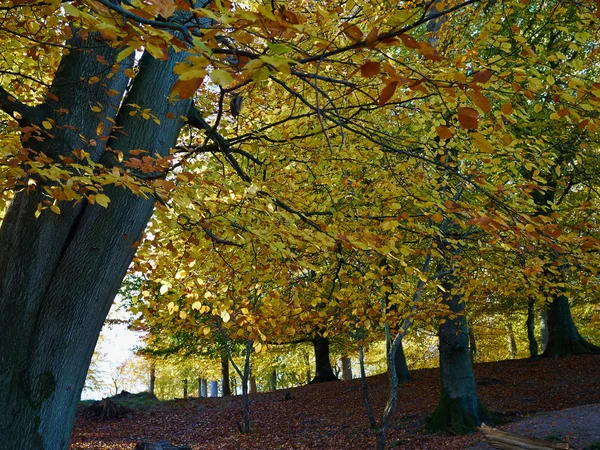 Осенний Лесной Пейзаж Сменой Цветов Листьев Сезонный Пейзаж — стоковое фото