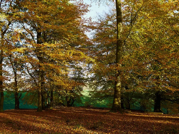 Outono Paisagem Florestal Com Folhas Mudando Cores Paisagem Sazonal Natureza — Fotografia de Stock