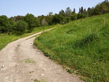 Tipik güzel yaz ülke yan yemyeşil yeşil kırsal manzara İsrail