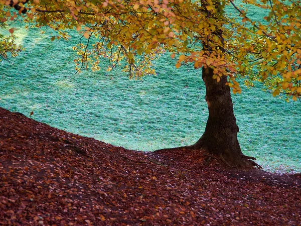 Automne Paysage Forestier Avec Feuilles Changeantes Couleurs Saisonnier Paysage Nature — Photo