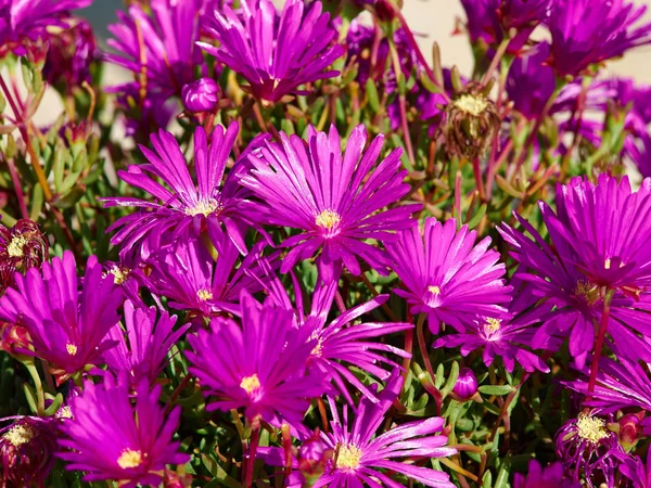 Bir Yaz Bahçesinde Güzel Pembe Gerbera Papatya Çiçek Çiçeklenme — Stok fotoğraf