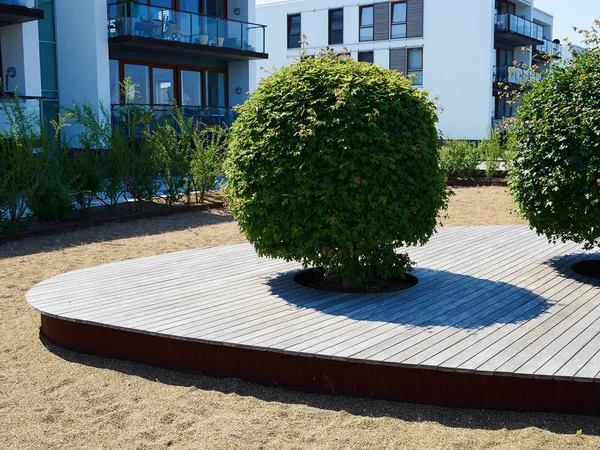 Esculpido Aparado Árvores Forma Redonda Árvores Cidade Jardinagem Decorativa Urbana — Fotografia de Stock