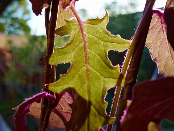 Belles Plantes Décoratives Vibrantes Cultivées Dans Des Pots Près Fenêtre — Photo