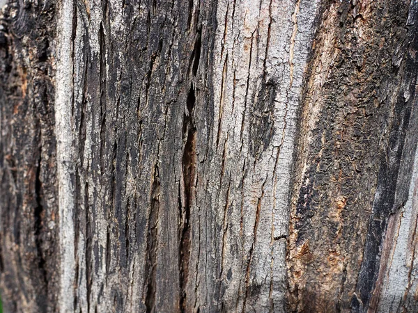 Konsistens av träd bark. Natur bakgrund — Stockfoto