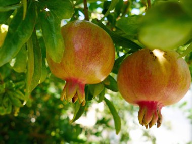 Olgun nar Akdeniz meyvesi 