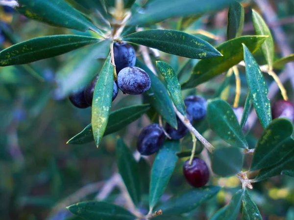 Closeup oliv na větvi — Stock fotografie