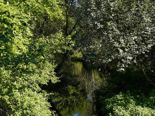 Petit ruisseau magnifique dans une forêt — Photo