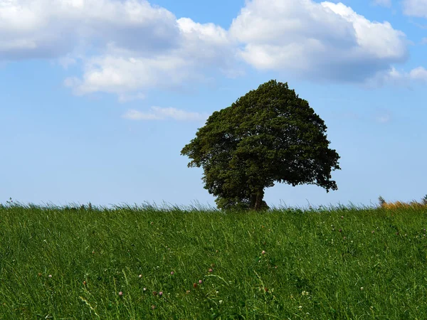 Albero solitario in mezzo a un campo verde — Foto Stock