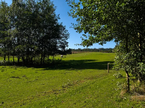 Idyllische heuvels weide landschap in de zomer — Stockfoto