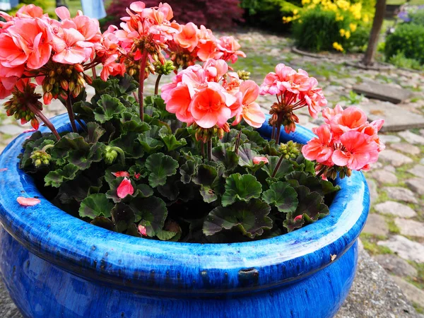 在手工制作的蓝色釉面陶瓷花盆中 美丽的粉红皇家天线菊花 — 图库照片