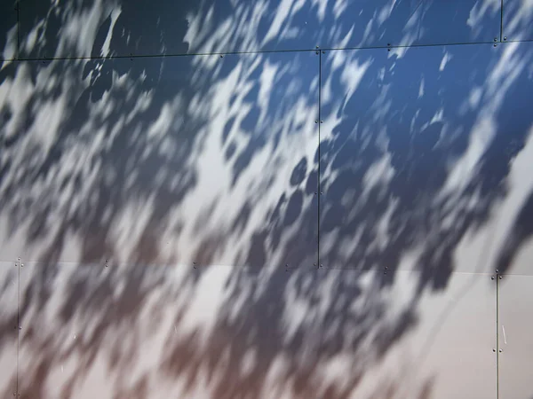 Shadow of tree leave on a white wall  - abstract urban nature background with space for graphics and text