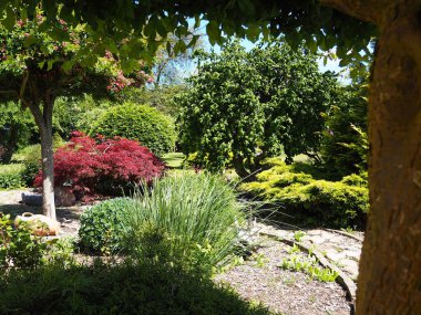 Dekoratif ağaçlar ve bitkilerle güzel ve yaratıcı ev bahçesi harika bir arka plan resmi.