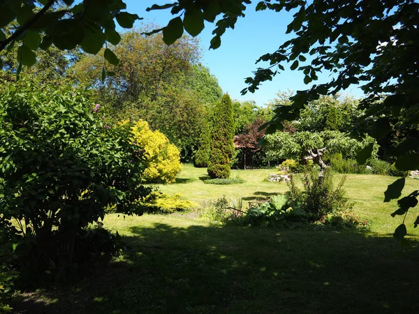 Mooie Creatieve Huis Tuin Met Decoratieve Bomen Planten Grote Tuinieren — Stockfoto