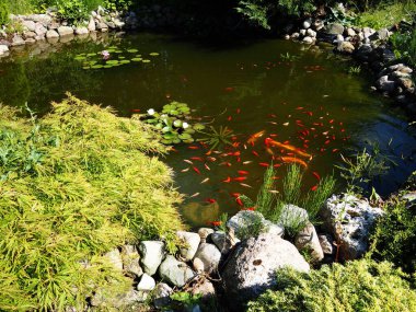 Yaratıcı arka bahçe bahçe su havuzunun altın ve Koi balıklarıyla güzel peyzajı.