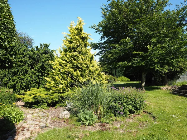 美丽而富有创意的家庭花园 装饰树木和植物 伟大的园艺背景形象 — 图库照片
