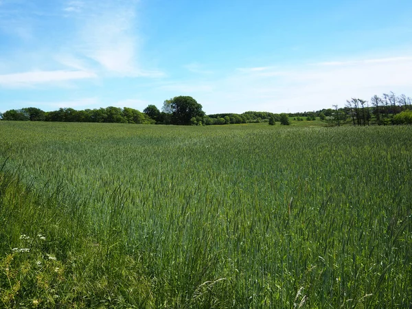 Landelijk Landschap Van Landbouwgrond Met Groene Tarwe Veld Grote Landbouw — Stockfoto
