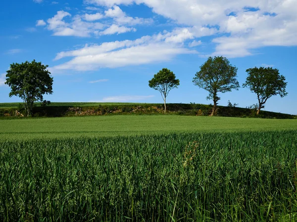 Grünes Gras Ländliches Feld Und Bäume Mit Klarem Blauen Himmel — Stockfoto