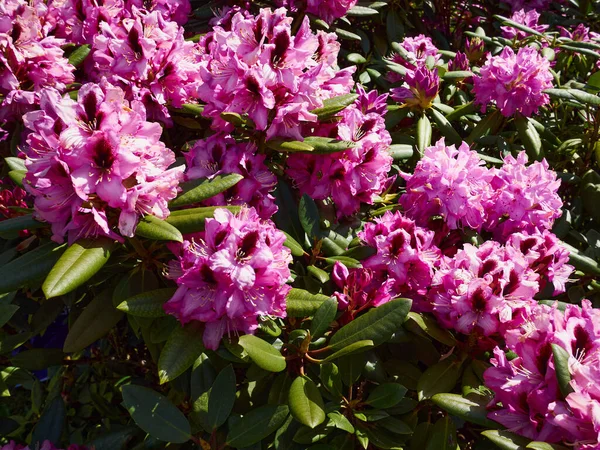 Blühender Rhododendron Strauch Leuchtend Rosa Farbe Hobbygärtner Hause — Stockfoto