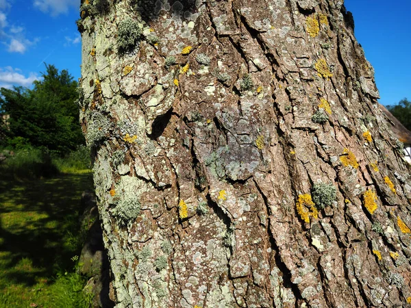 Primer Plano Del Tronco Árbol Viejo Como Imagen Fondo Naturaleza — Foto de Stock