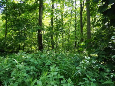 Bir ormanın güzel yeşil alanı - büyük doğa arka plan görüntüsü