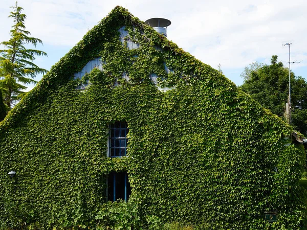 Listy Zeleného Břečťanu Pokrývající Stěnu Malého Rodinného Domu Funen Fyn — Stock fotografie