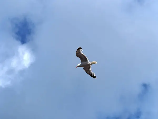 Gaivota Voo Com Céu Nublado Fundo Marinho Livre Natureza Imagem — Fotografia de Stock