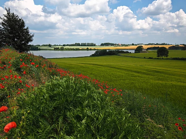 Mooie Zomer Deens Landschap Rolling Hills Met Groene Velden Met — Stockfoto