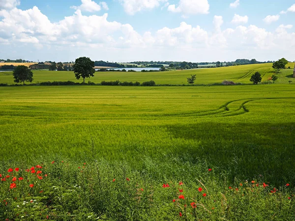 Mooie Zomer Deens Landschap Rolling Hills Met Groene Velden Met — Stockfoto