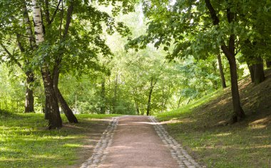 Bahar ormanda yolda. arka plan, doğa.