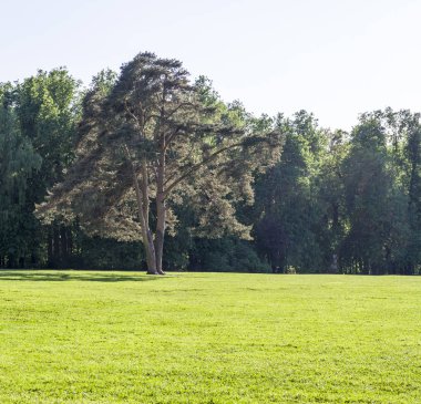 çim çimen ile büyük ağaç orman arka plan bahar üzerinde. Doğa.