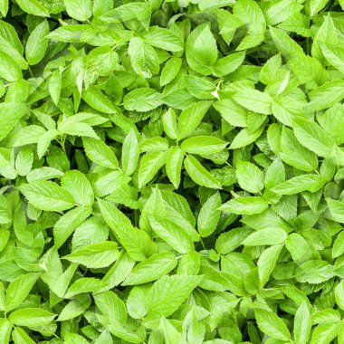 dikişsiz yeşil bahar arka plan bırakır. doğal desen