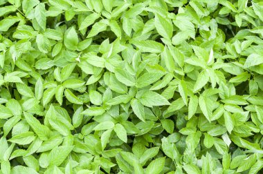 yeşil bahar arka plan bırakır. doğal desen