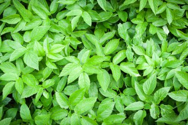 yeşil bahar arka plan bırakır. doğal desen, vinyet