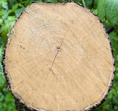 ormanda ağaç taze kesim. arka plan, doğa.